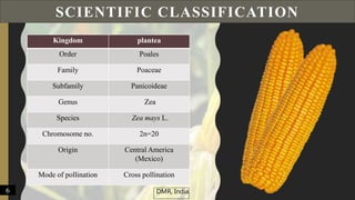 SCIENTIFIC CLASSIFICATION
Kingdom plantea
Order Poales
Family Poaceae
Subfamily Panicoideae
Genus Zea
Species Zea mays L.
Chromosome no. 2n=20
Origin Central America
(Mexico)
Mode of pollination Cross pollination
6 DMR, India
 