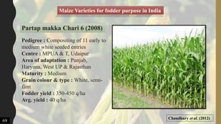 Pedigree : Compositing of 11 early to
medium white seeded entries
Centre : MPUA & T, Udaipur
Area of adaptation : Punjab,
Haryana, West UP & Rajasthan
Maturity : Medium
Grain colour & type : White, semi-
flint
Fodder yield : 350-450 q/ha
Avg. yield : 40 q/ha
Maize Varieties for fodder purpose in India
69
Partap makka Chari 6 (2008)
Chaudhary et al. (2012)
 
