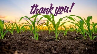 Crop Improvement in Fodder maize (Zea mays L.) for Feed Security