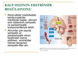 Dil Reseptoru kalp hastalıkları ve tedavisive akciğer.ppt