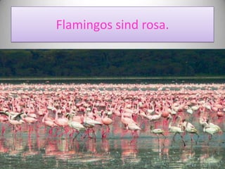 Flamingos sind rosa.