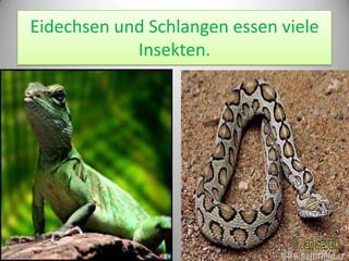 Eidechsen und Schlangen essen viele
Insekten.