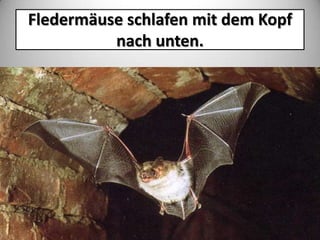 Fledermäuse schlafen mit dem Kopf
nach unten.