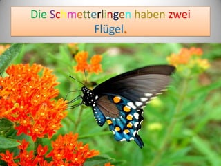 Die Schmetterlingen haben zwei
Flügel.