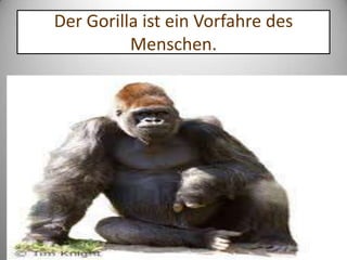 Der Gorilla ist ein Vorfahre des
Menschen.