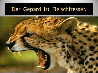Der Gepard ist Fleischfresser.