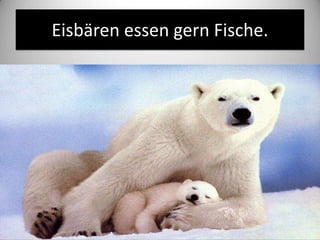 Eisbären essen gern Fische.