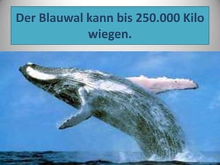 Der Blauwal kann bis 250.000 Kilo
wiegen.

 