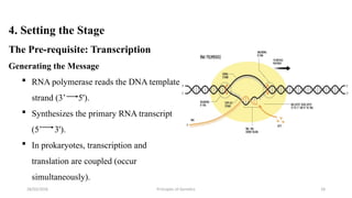 Primary Transcript Genetics Genetic Code and Protein Biosynthesis By Kalyan H S | PPTX