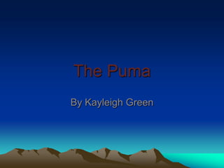 The Puma
By Kayleigh Green
 