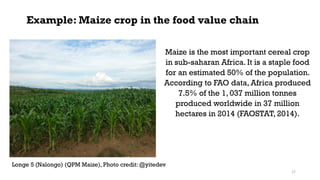 Example: Maize crop in the food value chain
Maize is the most important cereal crop
in sub-saharan Africa. It is a staple food
for an estimated 50% of the population.
According to FAO data, Africa produced
7.5% of the 1, 037 million tonnes
produced worldwide in 37 million
hectares in 2014 (FAOSTAT, 2014).
Longe 5 (Nalongo) (QPM Maize), Photo credit: @yitedev
17
 