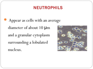 NEUTROPHILS
 Appear as cells with an average
diameter of about 10 mμ
and a granular cytoplasm
surrounding a lobulated
nucleus.
 