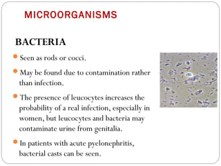 MICROORGANISMS
BACTERIA
Seen as rods or cocci.
May be found due to contamination rather
than infection.
The presence of leucocytes increases the
probability of a real infection, especially in
women, but leucocytes and bacteria may
contaminate urine from genitalia.
In patients with acute pyelonephritis,
bacterial casts can be seen.
 