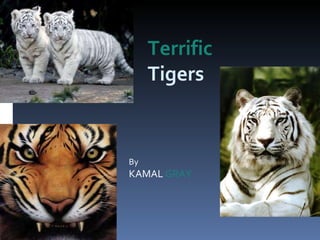 By KAMAL  GRAY Terrific  Tigers 