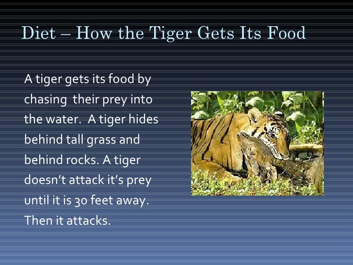 Kamal Animal Reaserch Tiger