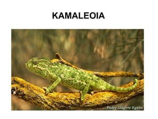 KAMALEOIA
 