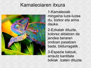 Kamaleoiaren itxura
           1-Kamaleoiak
           mingaina luze-luzea
           du, bizkor eta arina
           dauka.
           2-Ezkatak dituzte,
           kolorez aldatzen da
           jendea beraren
           ondoan pasatzen
           bada, bildurragatik .
           3-Espezie batzuk,
           arrautz kantitate
           txikiak izaten dituzte.
 