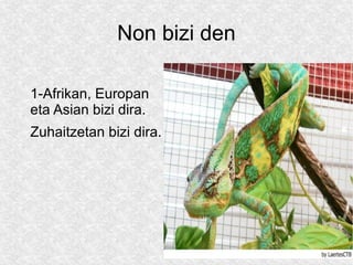Non bizi den

1-Afrikan, Europan
eta Asian bizi dira.
Zuhaitzetan bizi dira.
 