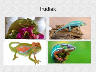 Irudiak
 