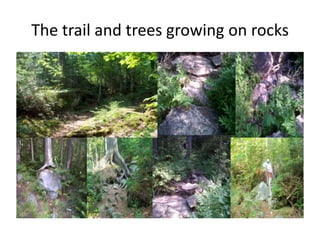 The trail and trees growing on rocks
 