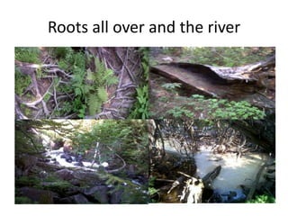 Roots all over and the river
 