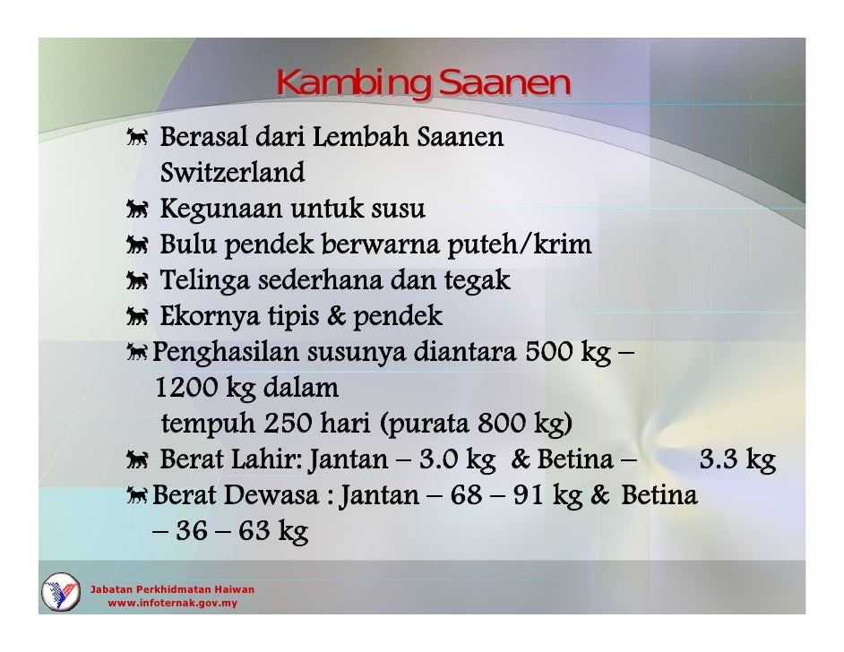 Kambing Boer