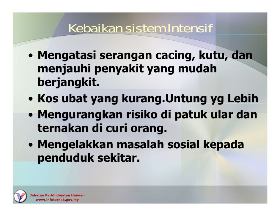 Kambing Boer Kambing Boer