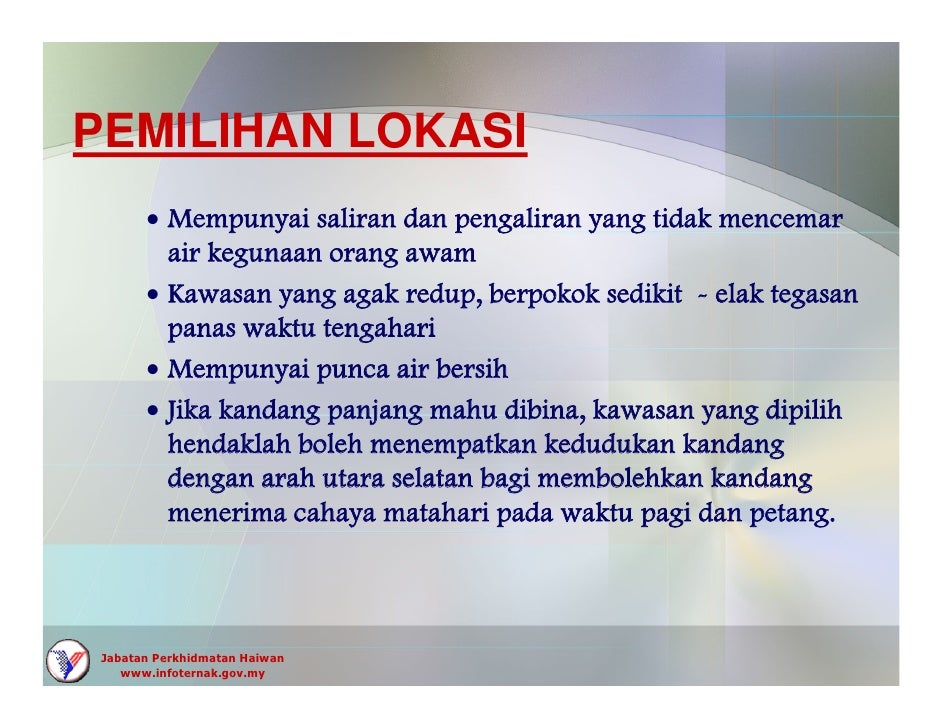 Kambing Boer Kambing Boer
