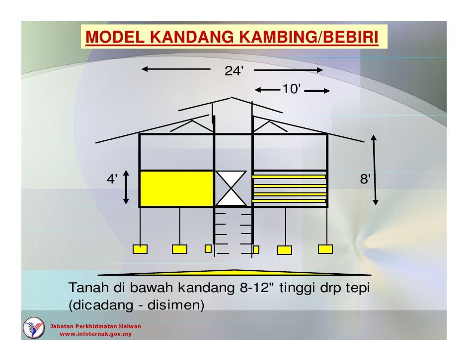  Kambing  Boer