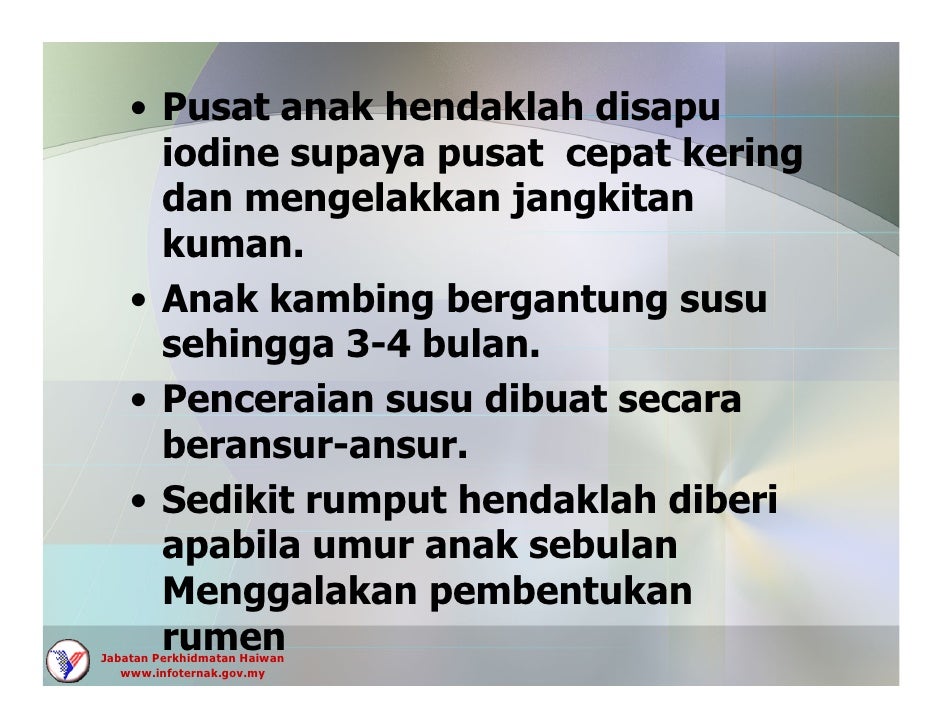 Kambing Boer