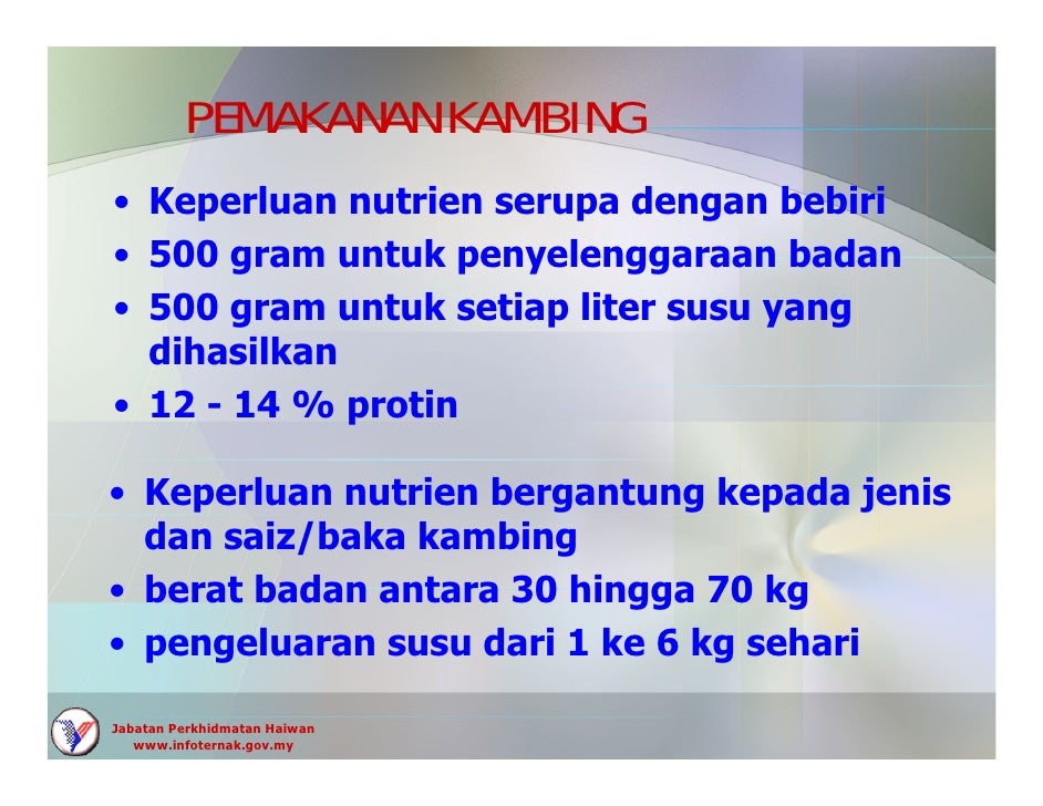 Kambing Boer Kambing Boer