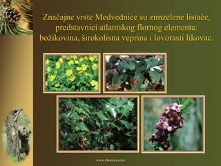 Značajne vrste Medvednice su zimzelene listače,
    predstavnici atlantskog flornog elementa:
božikovina, širokolisna veprina i lovorasti likovac.




                www.zbornica.com
 