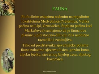 FAUNA
  Po fosilnim ostacima naĎenim na pojedinim
  lokalitetima Medvednice (Veternica, Velika
pećina na Lipi, Grmoščica, Šupljata pećina kod
    Markuševca) saznajemo da je fauna ove
  planine u pleistocenu-diluviju bila neobično
             raznolika i zanimljiva.
   Tako od predstavnika sjevernjačke polarne
  faune nalazimo sjevernu lisicu, gorsku kunu,
 alpsku bjelku, sjevernog bijelog zeca, alpskog
                   kozorošca.


               www.zbornica.com
 