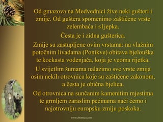 Od gmazova na Medvednici žive neki gušteri i
  zmije. Od guštera spomenimo zaštićene vrste
                zelembaća i s1jepka.
             Česta je i zidna gušterica.
 Zmije su zastupljene ovim vrstama: na vlažnim
potočnim livadama (Ponikve) obitava bjelouška
  te kockasta vodenjača, koja je veoma rijetka.
  U svijetlim šumama nalazimo sve vrste zmija
osim nekih otrovnica koje su zaštićene zakonom,
              a česta je obična bjelica.
 Od otrovnica na sunčanim kamenitim mjestima
    te grmljem zaraslim pećinama naći ćemo i
       najotrovniju europsku zmiju poskoka.
               www.zbornica.com
 