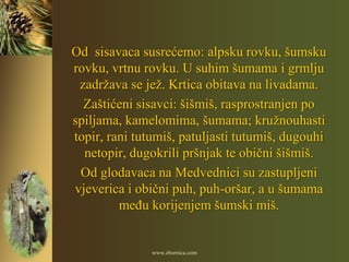 Od sisavaca susrećemo: alpsku rovku, šumsku
rovku, vrtnu rovku. U suhim šumama i grmlju
 zadržava se jež. Krtica obitava na livadama.
  Zaštićeni sisavci: šišmiš, rasprostranjen po
spiljama, kamelomima, šumama; kružnouhasti
topir, rani tutumiš, patuljasti tutumiš, dugouhi
  netopir, dugokrili pršnjak te obični šišmiš.
 Od glodavaca na Medvednici su zastupljeni
vjeverica i obični puh, puh-oršar, a u šumama
         meĎu korijenjem šumski miš.


               www.zbornica.com
 