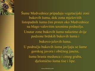 Šume Medvednice pripadaju vegetacijski zoni
     bukovih šuma, dok zona mješovitih
listopadnih šuma čini prsten oko Medvednice
    na blago valovitim terenima podnožja.
  Unutar zone bukovih šuma nalazimo dvije
       podzone brdskih bukovih šuma i
             bukovo-jelovih šuma.
  U području bukovih šuma javljaju se šume
       gorskog javora i običnog jasena,
     šuma hrasta medunca i crnog graba,
          djelomično šuma tise i lipe.
            www.zbornica.com
 