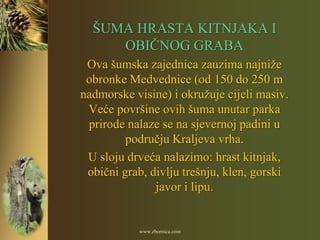 ŠUMA HRASTA KITNJAKA I
     OBIČNOG GRABA
 Ova šumska zajednica zauzima najniže
 obronke Medvednice (od 150 do 250 m
nadmorske visine) i okružuje cijeli masiv.
 Veće površine ovih šuma unutar parka
 prirode nalaze se na sjevernoj padini u
         području Kraljeva vrha.
 U sloju drveća nalazimo: hrast kitnjak,
 obični grab, divlju trešnju, klen, gorski
               javor i lipu.


           www.zbornica.com
 