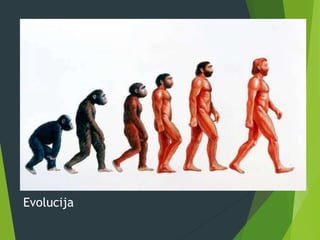 Evolucija
 
