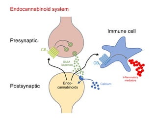 Cannabinoids and their effects on pain physiology | PDF