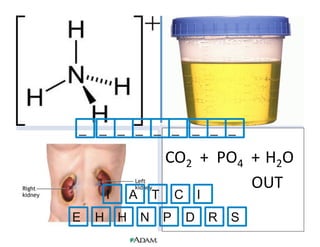 _

_ _ _ _ _

I
E

H

A
H

T
N

_ _ _

CO2	
  	
  +	
  	
  PO4	
  	
  	
  +	
  	
  H2O	
  
	
   	
   	
  OUT
C

P

I

D

R

S

 