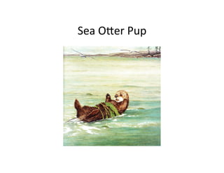 Sea	
  Oder	
  Pup	
  
 