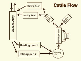 Cattle Flow Crowding Tub Squeeze Headgate 
