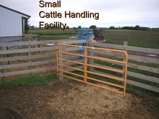 Small Cattle Handling Facility 