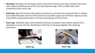• Microtags- Microtags are microscopic plastic chips which contains seven layers of plastic that can be
color coded to identify groups of fish much like coded wire tags. There are 300 million color
combinations that can be used.
• Radio tags- tags that transmit radio signals by antennas to a receiver that used most often in shallow,
low-conductivity water. Antennas that receive the transmitter signals can be fixed to airplanes, boats,
snowmobiles, and portable towers or can be carried along a stream by hand.
• Sonar tags- Hydrostatic tag in which detailed instruction are placed inside a plastic capsule that is
attached by a wire to the fish. Identification of the fish or fish group together with reporting
instructions.
Radio Tags Sonar Tags
 