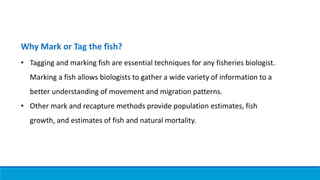 Why Mark or Tag the fish?
• Tagging and marking fish are essential techniques for any fisheries biologist.
Marking a fish allows biologists to gather a wide variety of information to a
better understanding of movement and migration patterns.
• Other mark and recapture methods provide population estimates, fish
growth, and estimates of fish and natural mortality.
 