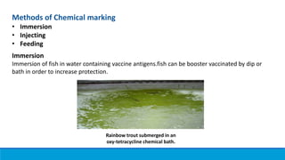 Methods of Chemical marking
• Immersion
• Injecting
• Feeding
Immersion
Immersion of fish in water containing vaccine antigens.fish can be booster vaccinated by dip or
bath in order to increase protection.
Rainbow trout submerged in an
oxy-tetracycline chemical bath.
 