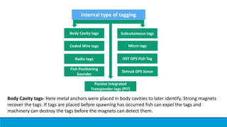 Body Cavity tags- Here metal anchors were placed in body cavities to later identify. Strong magnets
recover the tags. If tags are placed before spawning has occurred fish can expel the tags and
machinery can destroy the tags before the magnets can detect them.
Body Cavity tags
Coded Wire tags
Passive Integrated
Transponder tags (PIT)
Radio tags
Fish Positioning
Sounder
Simrad GPS Sonar
DST GPS Fish Tag
Micro tags
Subcutaneous tags
Internal type of tagging
 