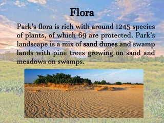 Flora
Park's flora is rich with around 1245 species
of plants, of which 69 are protected. Park's
landscape is a mix of sand dunes and swamp
lands with pine trees growing on sand and
meadows on swamps.
 