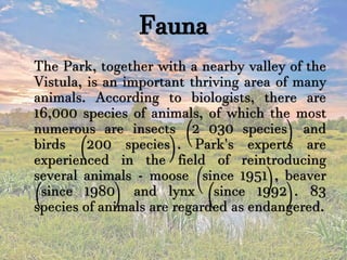 Fauna
The Park, together with a nearby valley of the
Vistula, is an important thriving area of many
animals. According to biologists, there are
16,000 species of animals, of which the most
numerous are insects (2 030 species) and
birds (200 species). Park's experts are
experienced in the field of reintroducing
several animals - moose (since 1951), beaver
(since 1980) and lynx (since 1992). 83
species of animals are regarded as endangered.
 