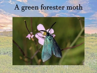 A green forester moth
 